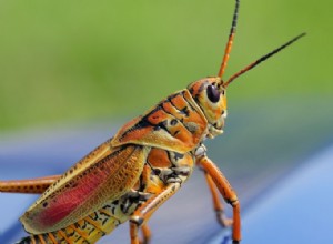 バッタの夢の正しい意味と解釈