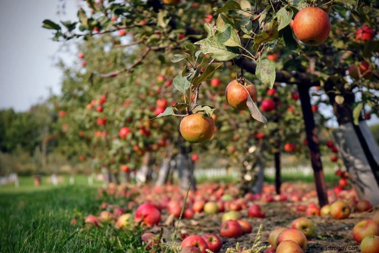 Verdadero significado e interpretación correcta de soñar con manzanas