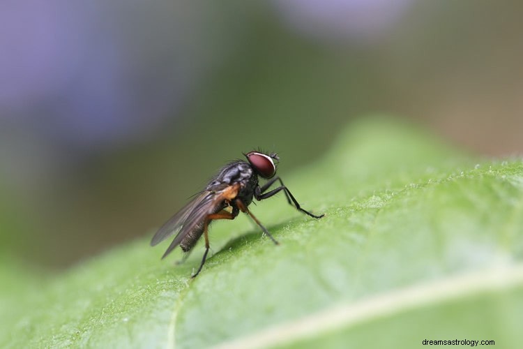 Wahre Bedeutung und richtige Interpretation von Träumen über Fliegen