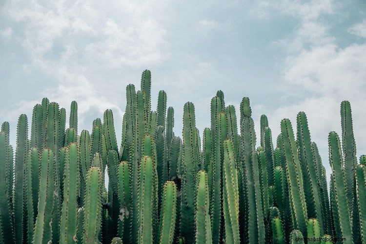Corta interpretación y verdadero significado de soñar con cactus