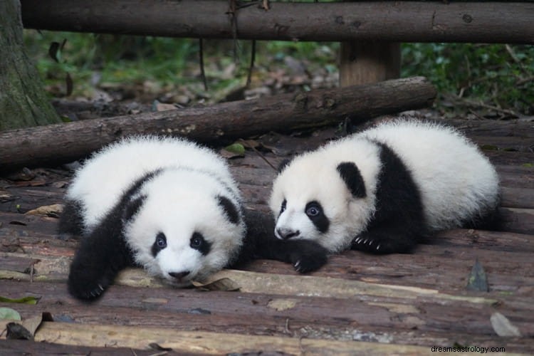 Vero significato e corretta interpretazione dei sogni sui panda