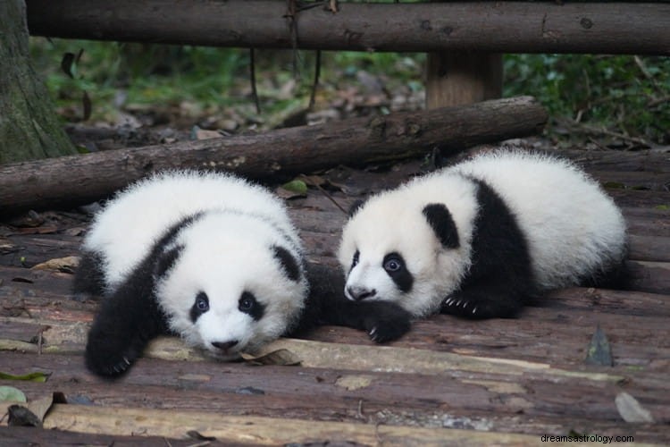 Verdadeiro significado e interpretação correta dos sonhos sobre pandas