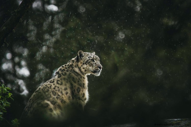 Sann mening och rätt tolkning av drömmen om leopard