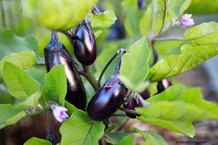 Sann mening och rätt tolkning av drömmar om aubergine