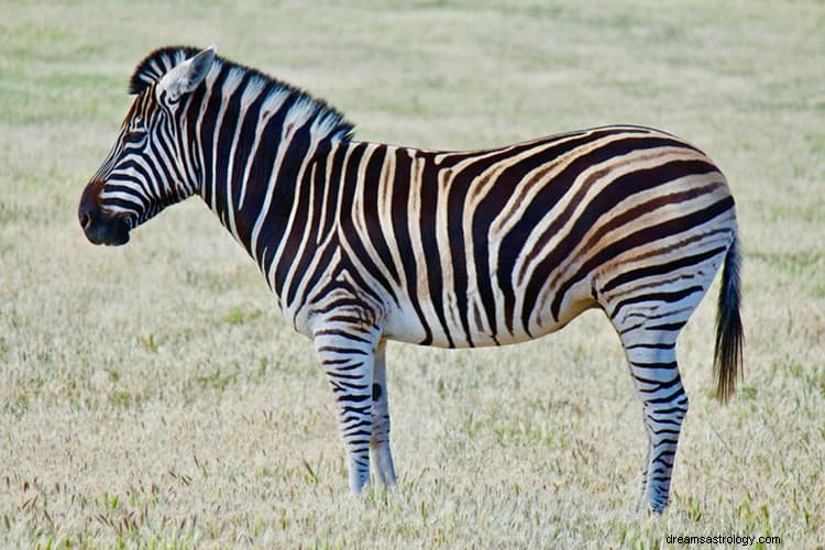 Sand betydning og rigtig fortolkning af drømme om zebra