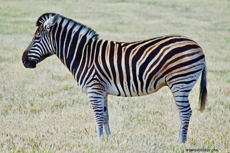 Sann mening och rätt tolkning av drömmar om Zebra