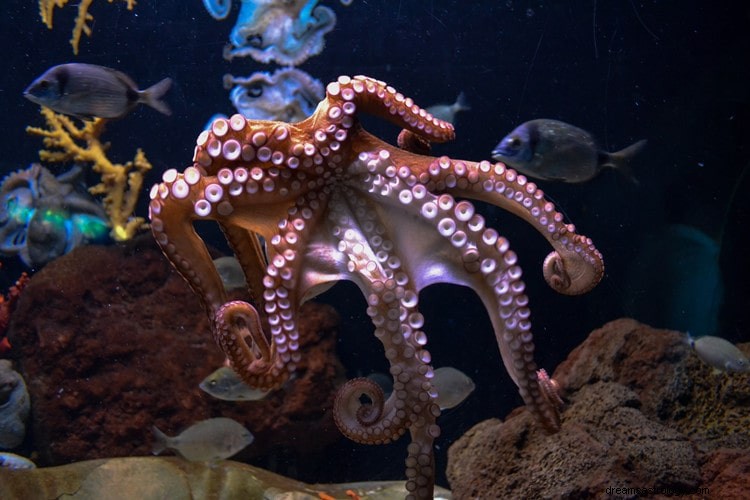 Sand betydning og rigtig fortolkning af drømme om blæksprutte