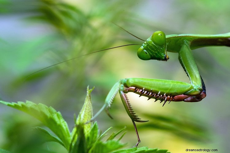 Sann mening og riktig tolkning av drømmen om Mantis