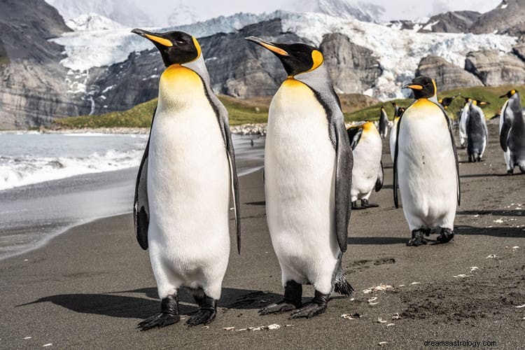 Verdadero significado e interpretación correcta de los sueños de los pingüinos