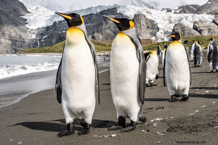 Verdadeiro significado e interpretação correta dos sonhos dos pinguins