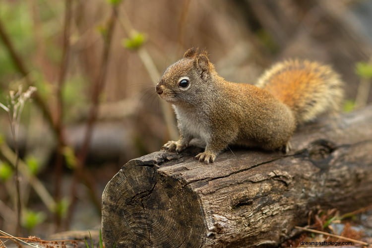 Sand betydning og rigtig fortolkning af Dream of Squirrels