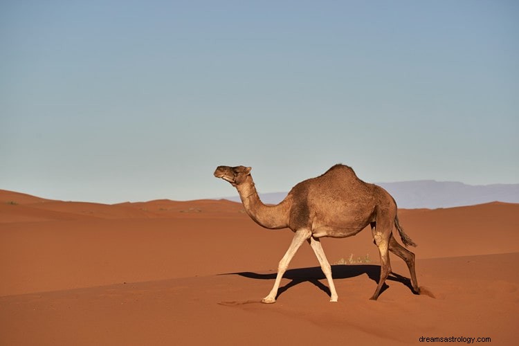 Verdadero significado e interpretación correcta de los sueños sobre camellos