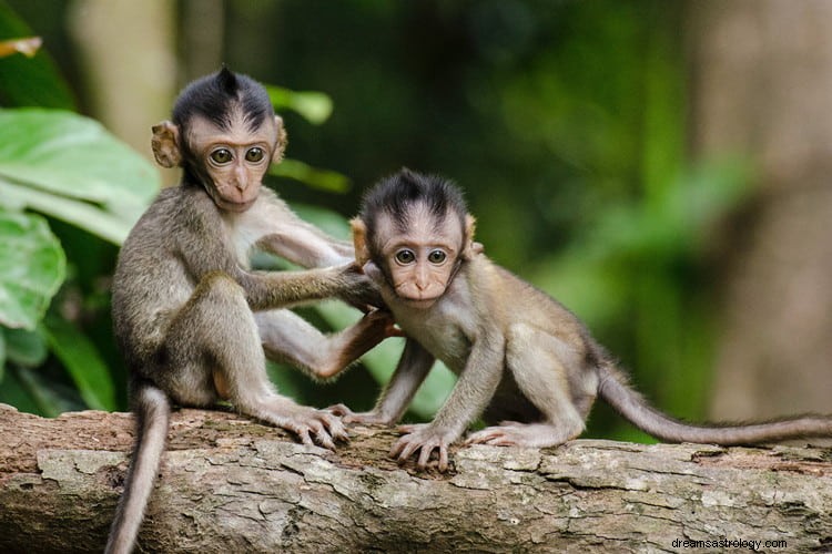 Arti Sebenarnya dan Tafsir Mimpi Tentang Monyet yang Benar
