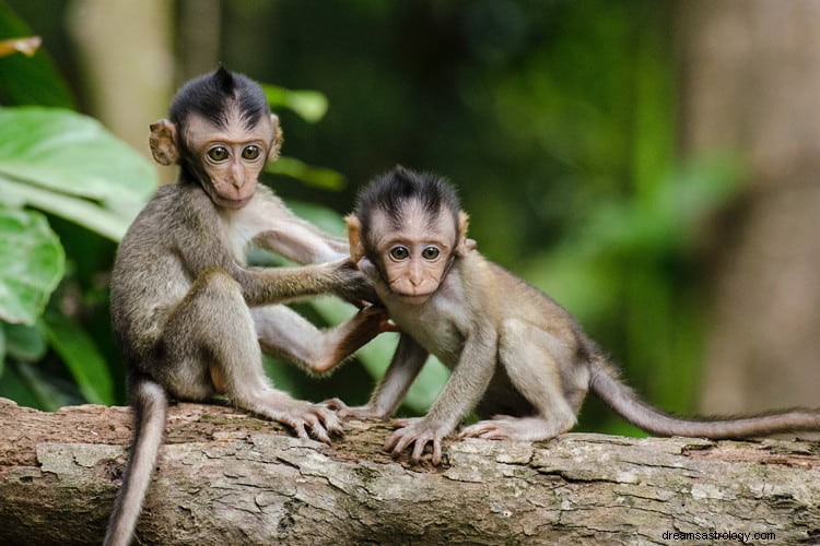 Le vrai sens et la bonne interprétation des rêves de singe