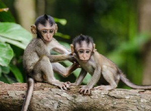 Skutečný význam a správný výklad snů o opici