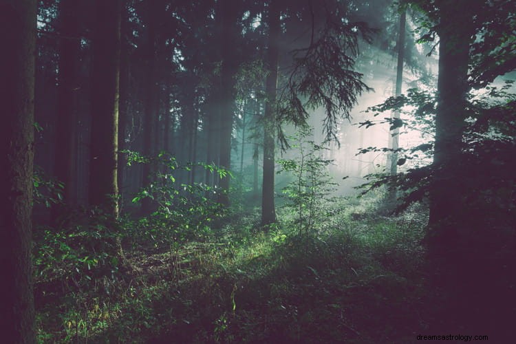 Verdadero significado e interpretación correcta de los sueños sobre el bosque