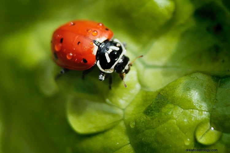 Sann mening och rätt tolkning av Ladybugs drömmar