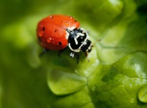 Verdadero significado e interpretación correcta de los sueños de mariquitas