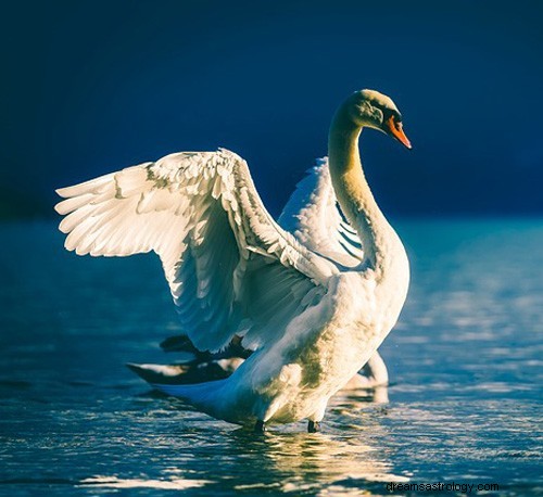 Cisne del signo zodiacal celta