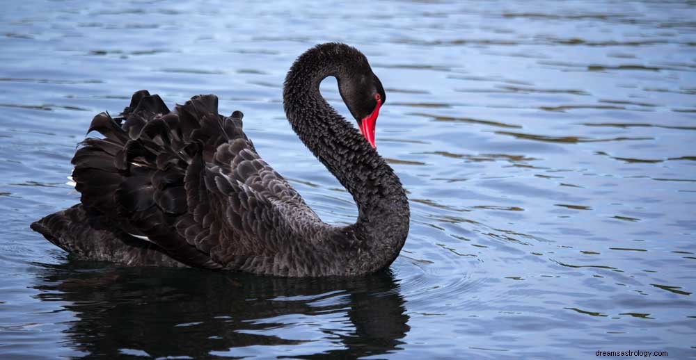 Cigno segno zodiacale celtico