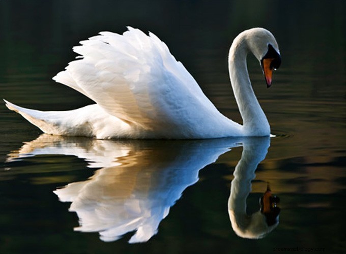 Signe du zodiaque celtique Cygne