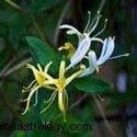 Signos de flores do zodíaco