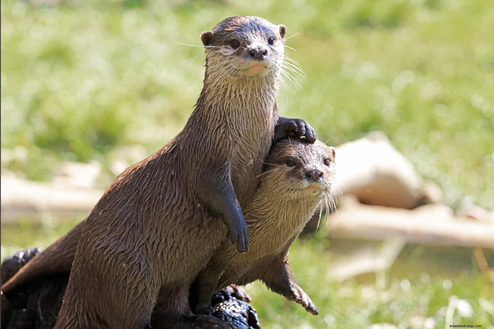 Seu espírito animal por aniversário em 3 zodíacos mundiais