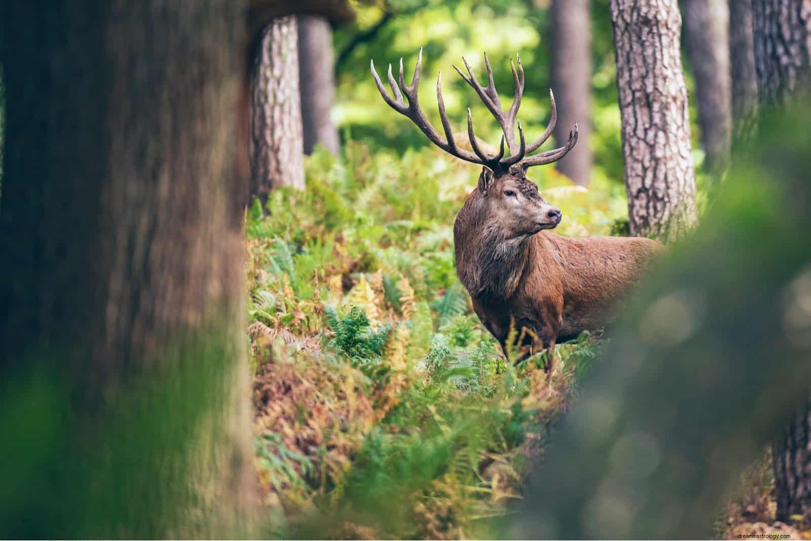 Votre animal spirituel par anniversaire dans 3 signes du zodiaque du monde