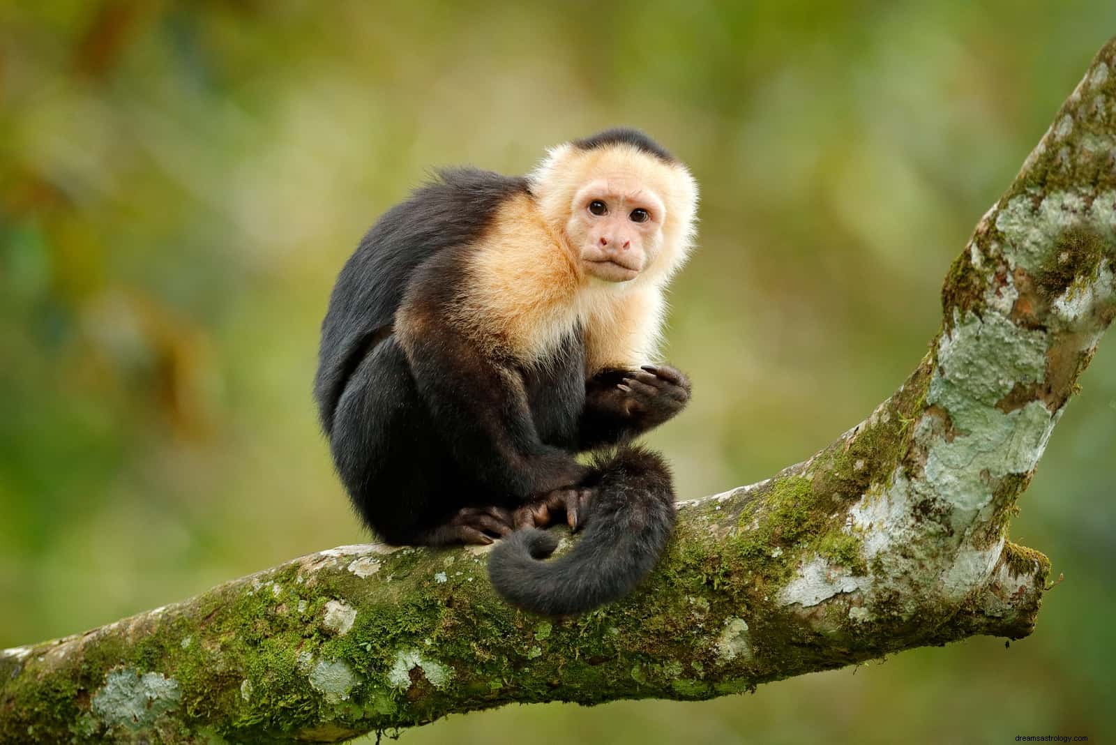 Seu espírito animal por aniversário em 3 zodíacos mundiais