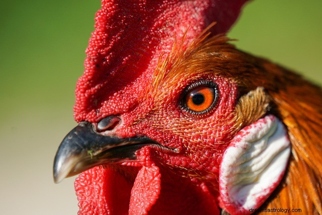 Mimpi Tentang Ayam Jago:Mengungkap Maknanya