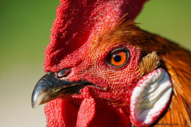 Rêver d un coq :révéler sa signification