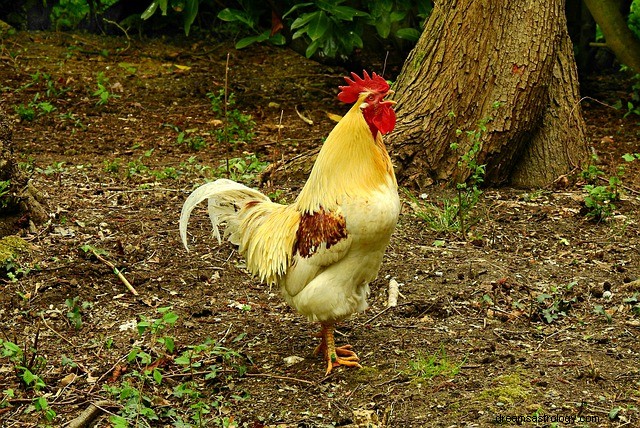 Mimpi Tentang Ayam Jago:Mengungkap Maknanya