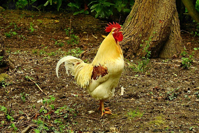 Sonhe com o galo:revelando seus significados