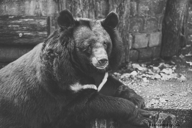 Significado do sonho do urso preto:o que poderia estar dizendo