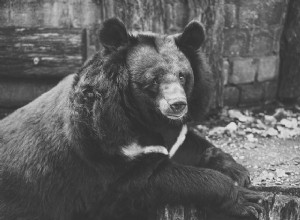 Il sogno dell orso nero Significato:cosa potrebbe essere detto