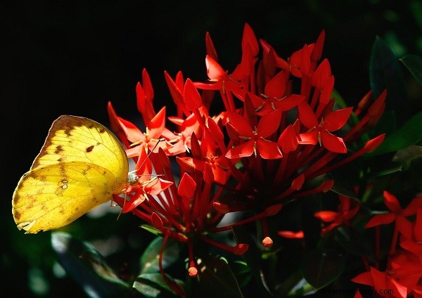 Hvad betyder det, når en sommerfugl lander på dig:Tre mulige fortolkninger