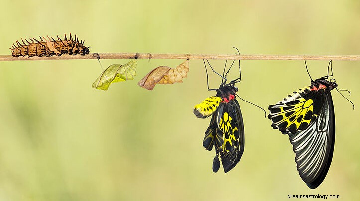 Qué significa cuando una mariposa se posa sobre ti:tres interpretaciones posibles