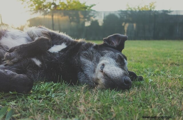 Sueños de perros y su conexión subyacente con nuestras vidas