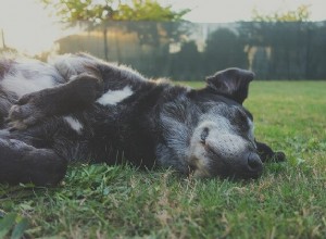 Sny o psech a jejich základní spojení s našimi životy