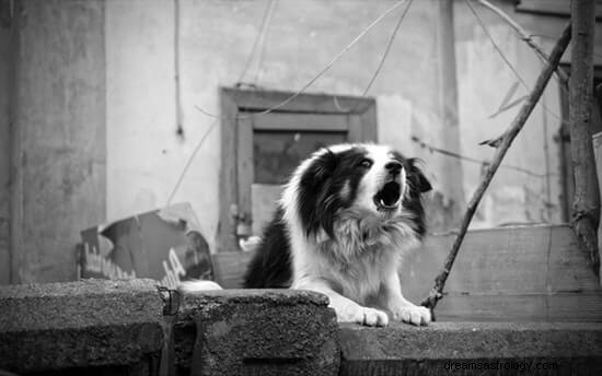 犬の夢と私たちの生活との根底にあるつながり