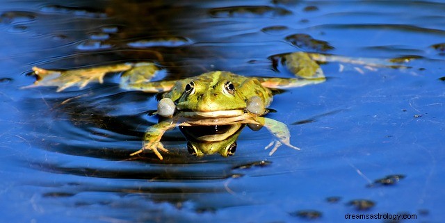 Saya Bermimpi Tentang Katak – Haruskah Saya Khawatir?