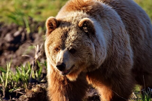 O significado do sonho do urso:todas as suas implicações interessantes