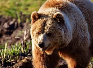 La signification du rêve d ours :toutes ses implications intéressantes