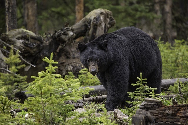 クマの夢の意味:その興味深い意味のすべて