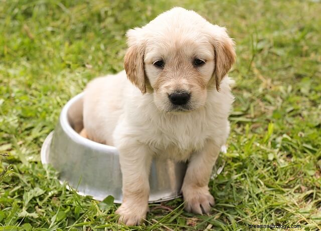 Sueño de cachorros:qué hace que esto sea especial