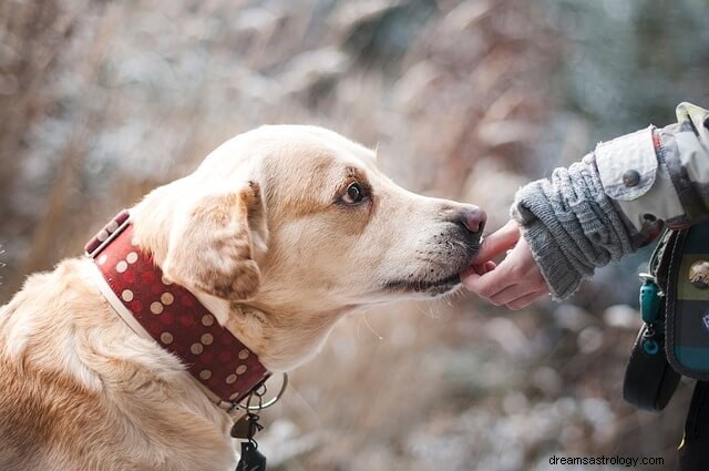 Rêve de chiots :ce qui rend cela spécial