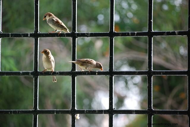 鳥が窓にぶつかるとはどういう意味ですか?