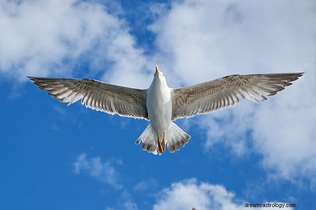 ¿Qué significa cuando un pájaro golpea tu ventana?