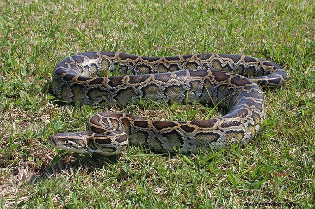 Sonhe com cobras em todos os lugares:isso é preocupante?