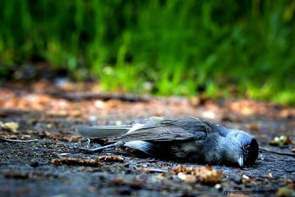 Significado do pássaro morto:sinistro ou não?